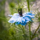 Nigella Damascena