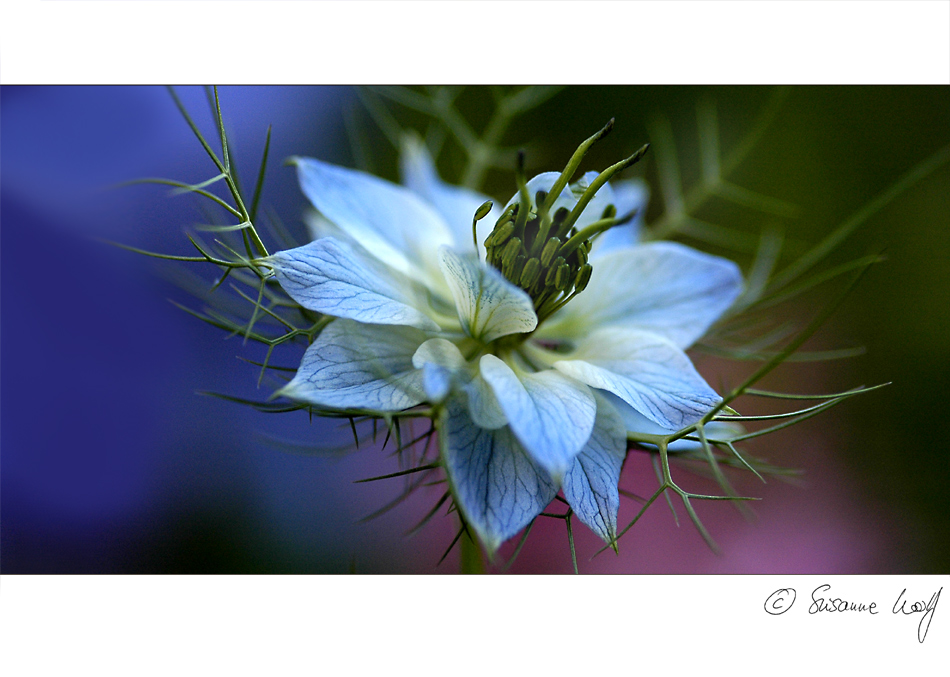 Nigella damascena...