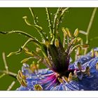 Nigella Damascena