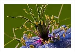 Nigella Damascena