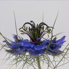 Nigella damascena....