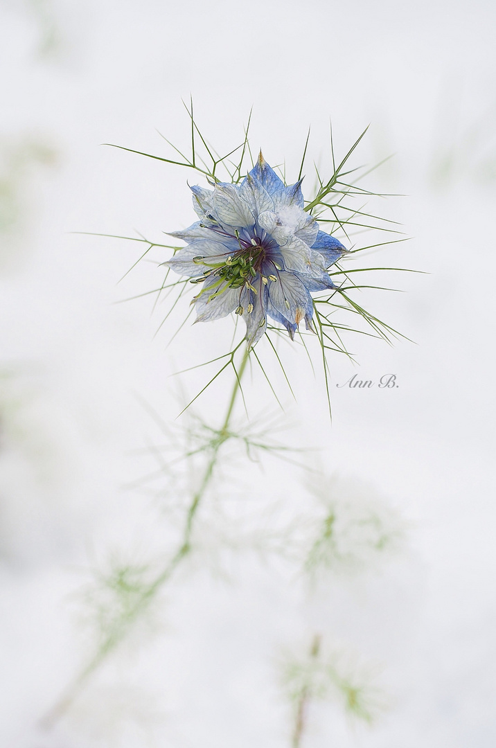 Nigella damascena im Schnee