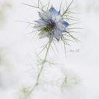 Nigella damascena im Schnee