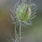 Nigella damascena (Jungfer im Grünen)