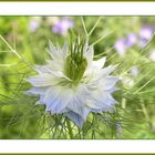 Nigella damascena - Jungfer im Grünen