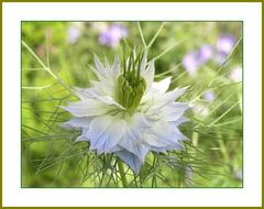 Nigella damascena - Jungfer im Grünen