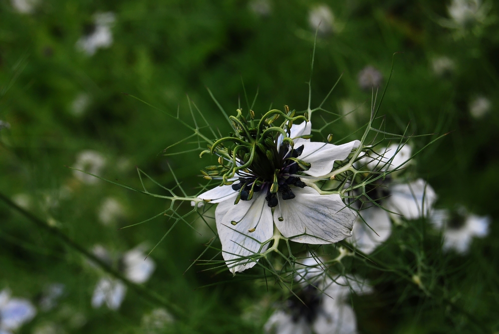 Nigella damascena L. (Jungfer im Grünen)