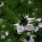 Nigella damascena L. (Jungfer im Grünen)