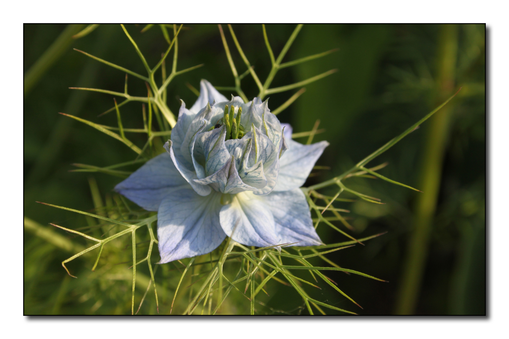 Nigella damascena (love-in-a-mist)