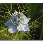 Nigella damascena (love-in-a-mist)