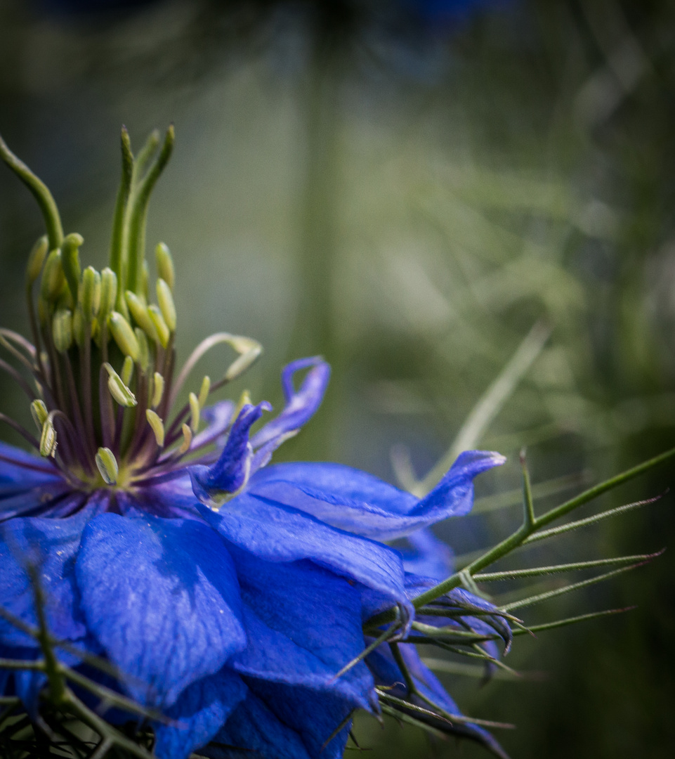 Nigella damascena ‚Miss Jekyll'