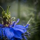 Nigella damascena ‚Miss Jekyll'