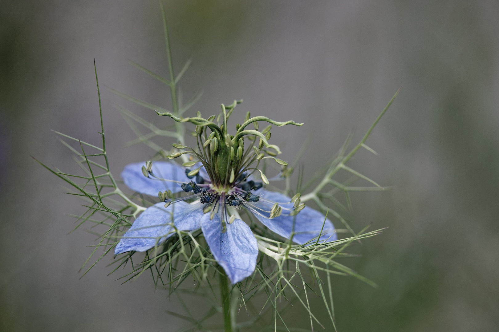 Nigella damascena (Schwarzkümmel, Jungfer im Grünen) Foto & Bild