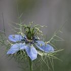 Nigella damascena (Schwarzkümmel, Jungfer im Grünen)