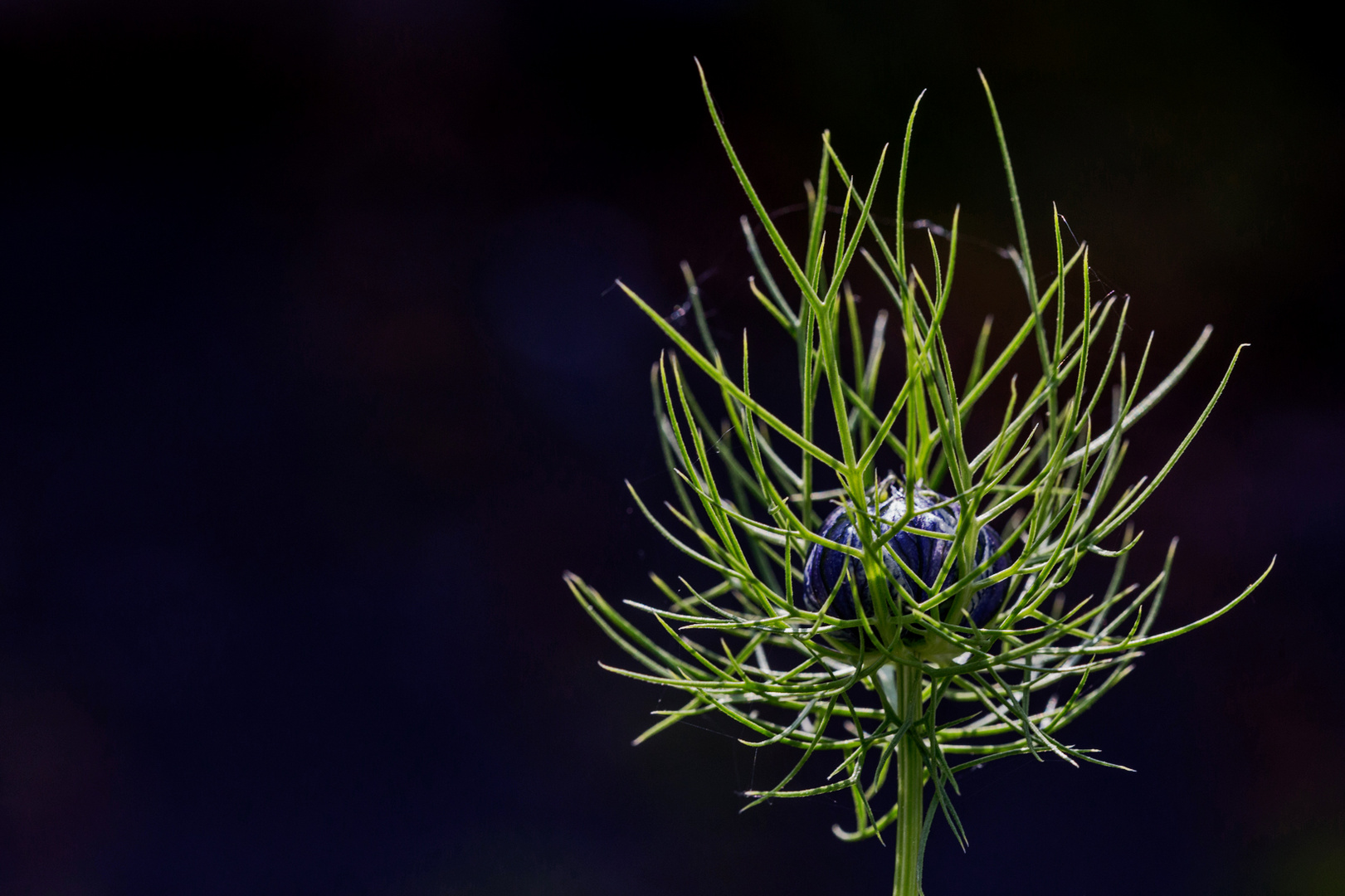 Nigella