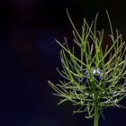 Nigella