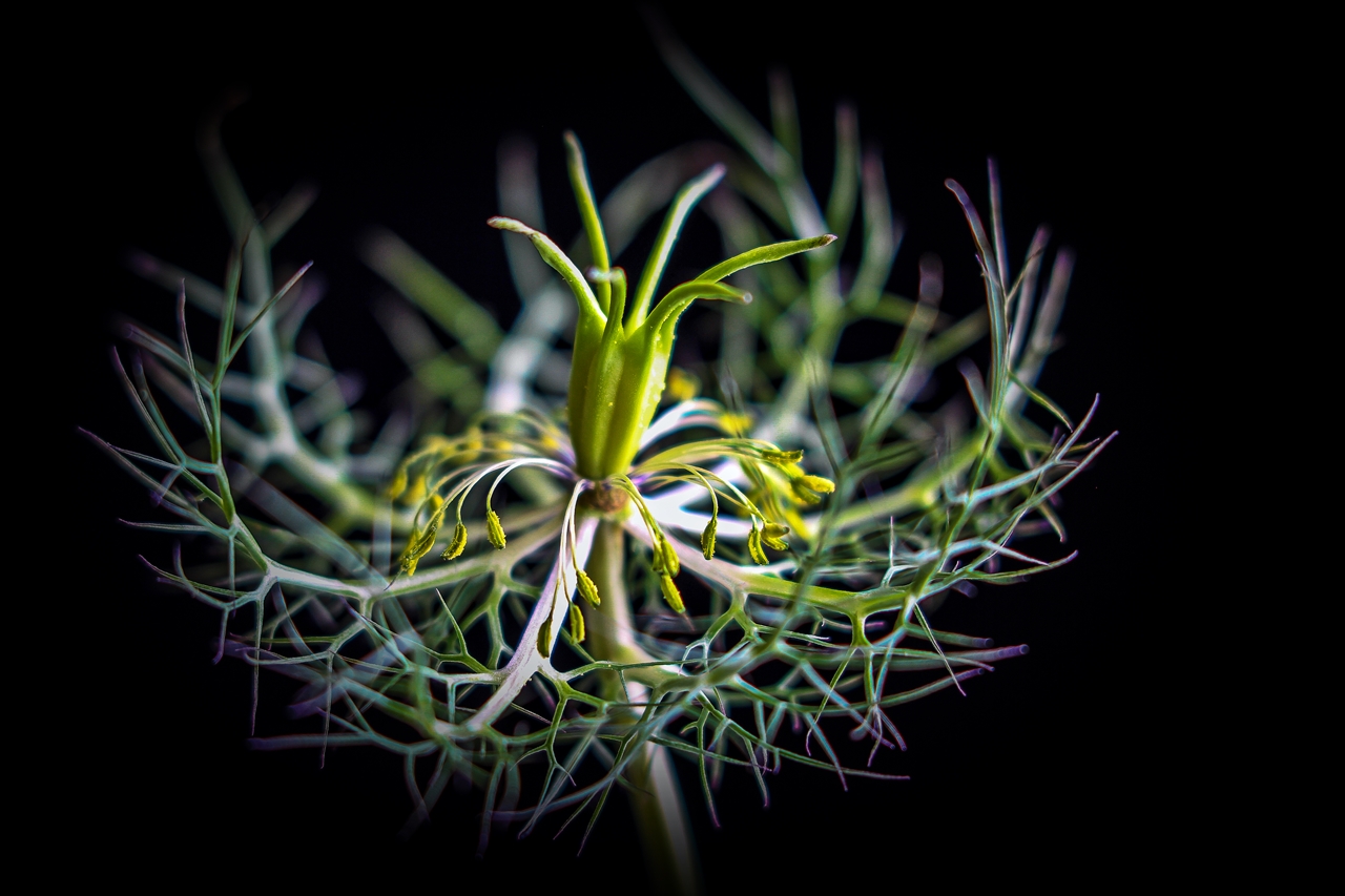 NIGELLA