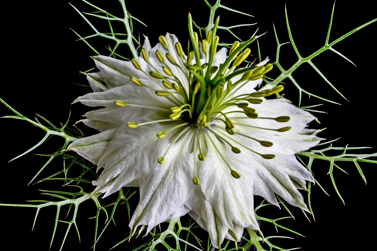 NIGELLA