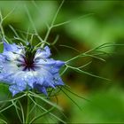 Nigella