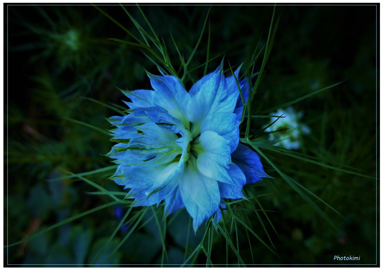 Nigella (I)