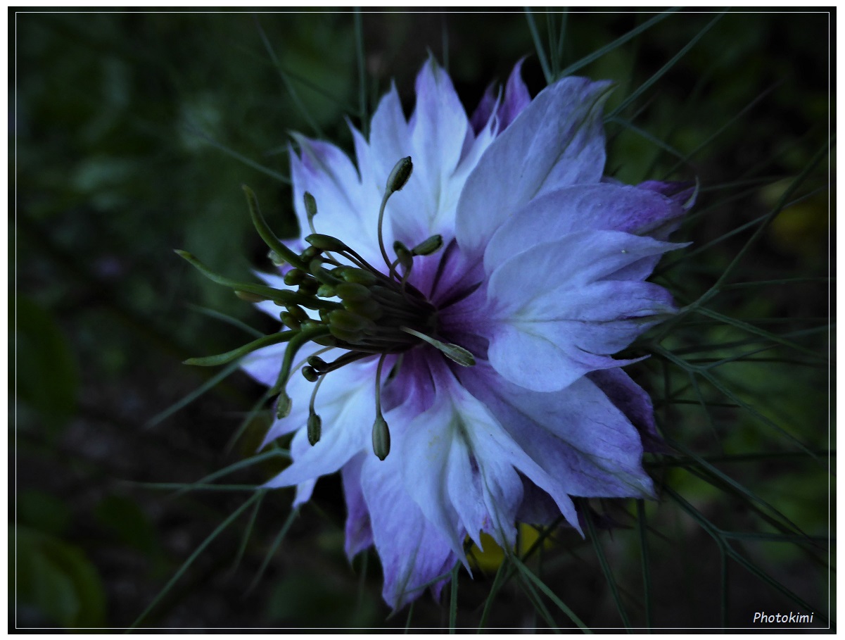 Nigella (II)