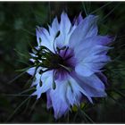 Nigella (II)