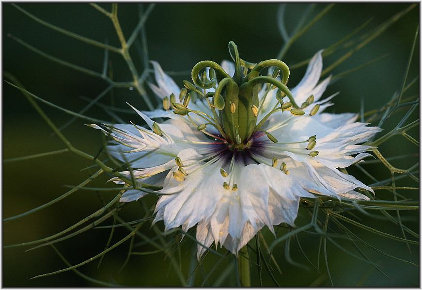 Nigella im Abendlicht