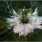 Nigella im Abendlicht