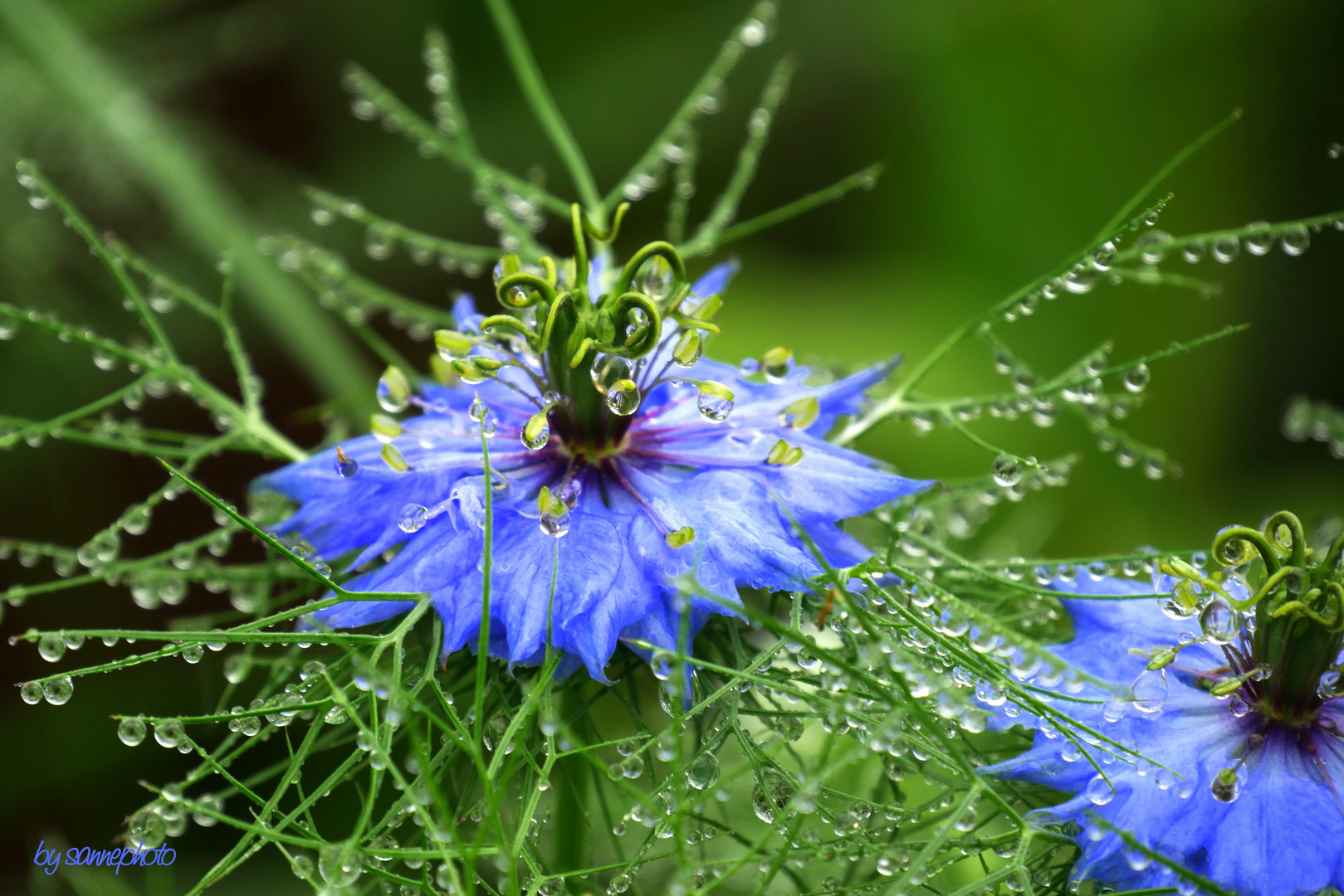 Nigella im Regen