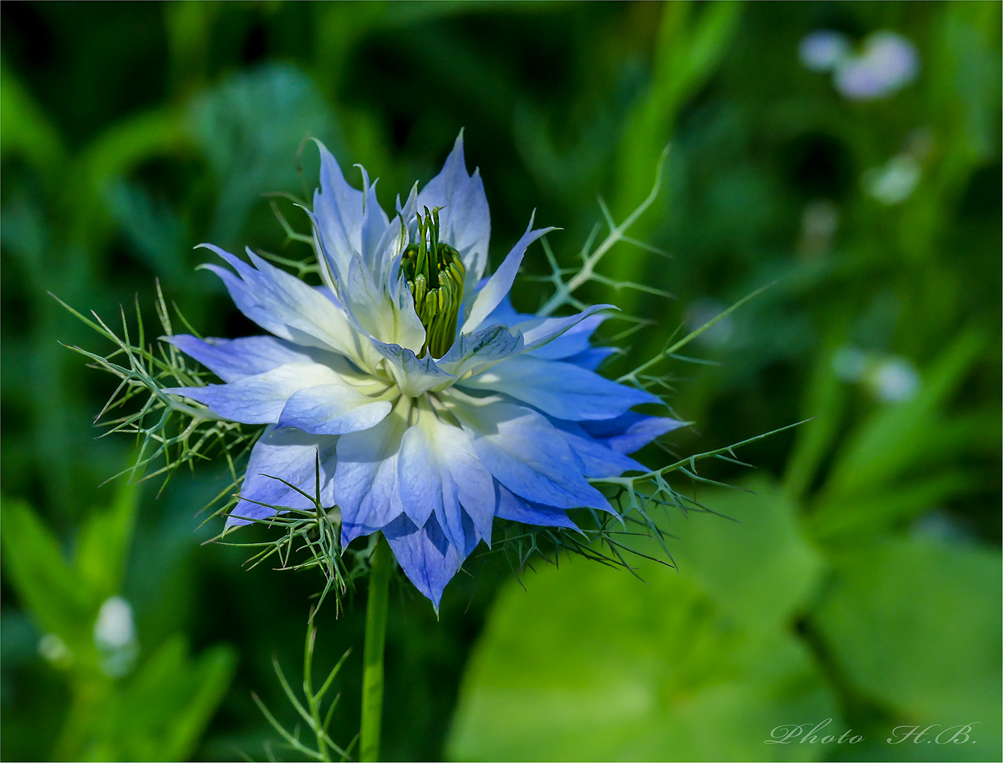 Nigella - Junfer im Grünen