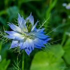 Nigella - Junfer im Grünen