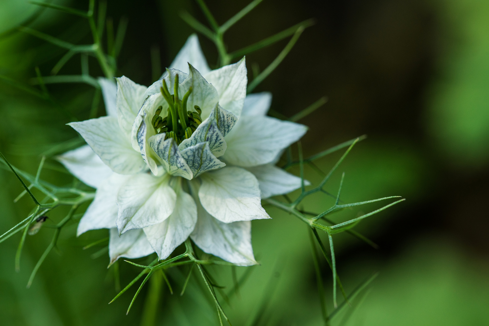 Nigella (Jungfer im Grünen)