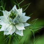 Nigella (Jungfer im Grünen)