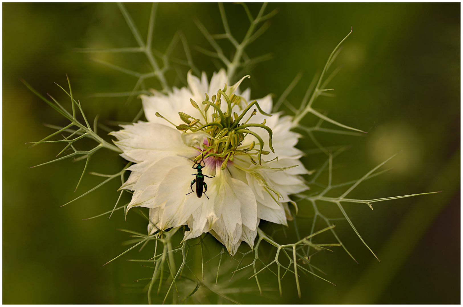 Nigella mit Käfer