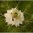 Nigella mit Käfer