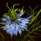 Nigella nach einem Sommerregen