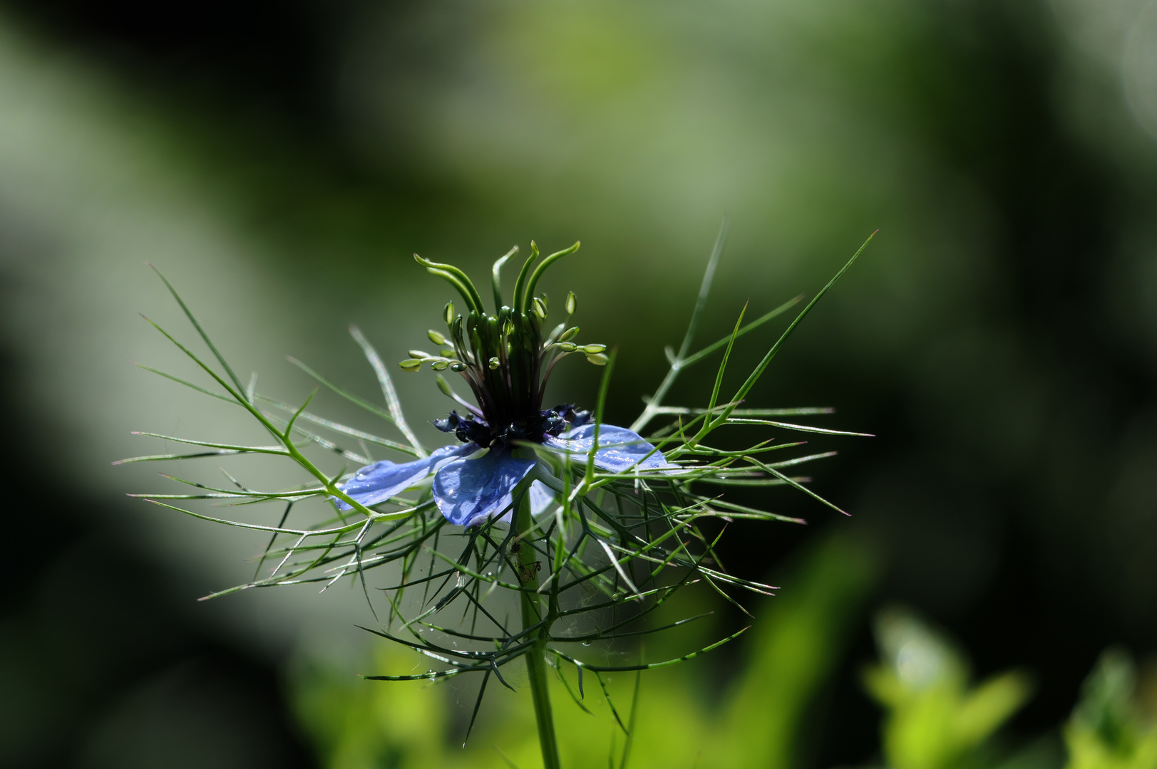 Nigella nach Junischauer