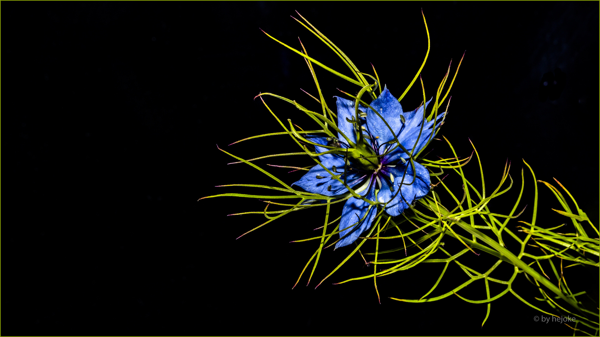 Nigella sativa