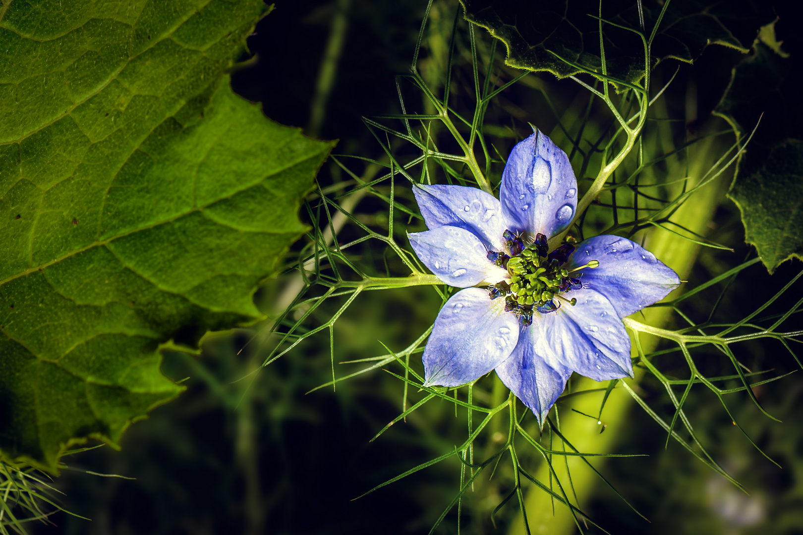 Nigella Sativa