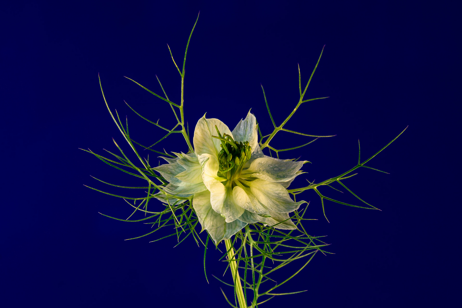 Nigella sativa