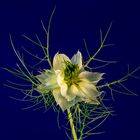 Nigella sativa