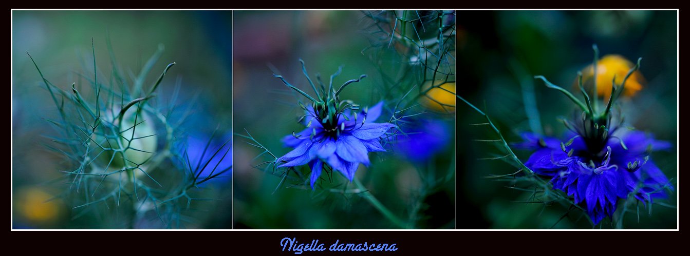 Nigella (Schwarzkümmel)