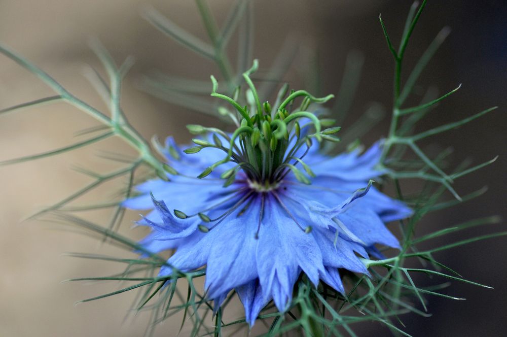 Nigelle de delmelle 