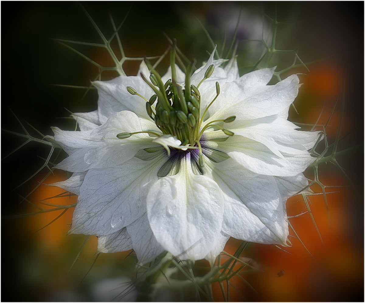 nigelle de damas