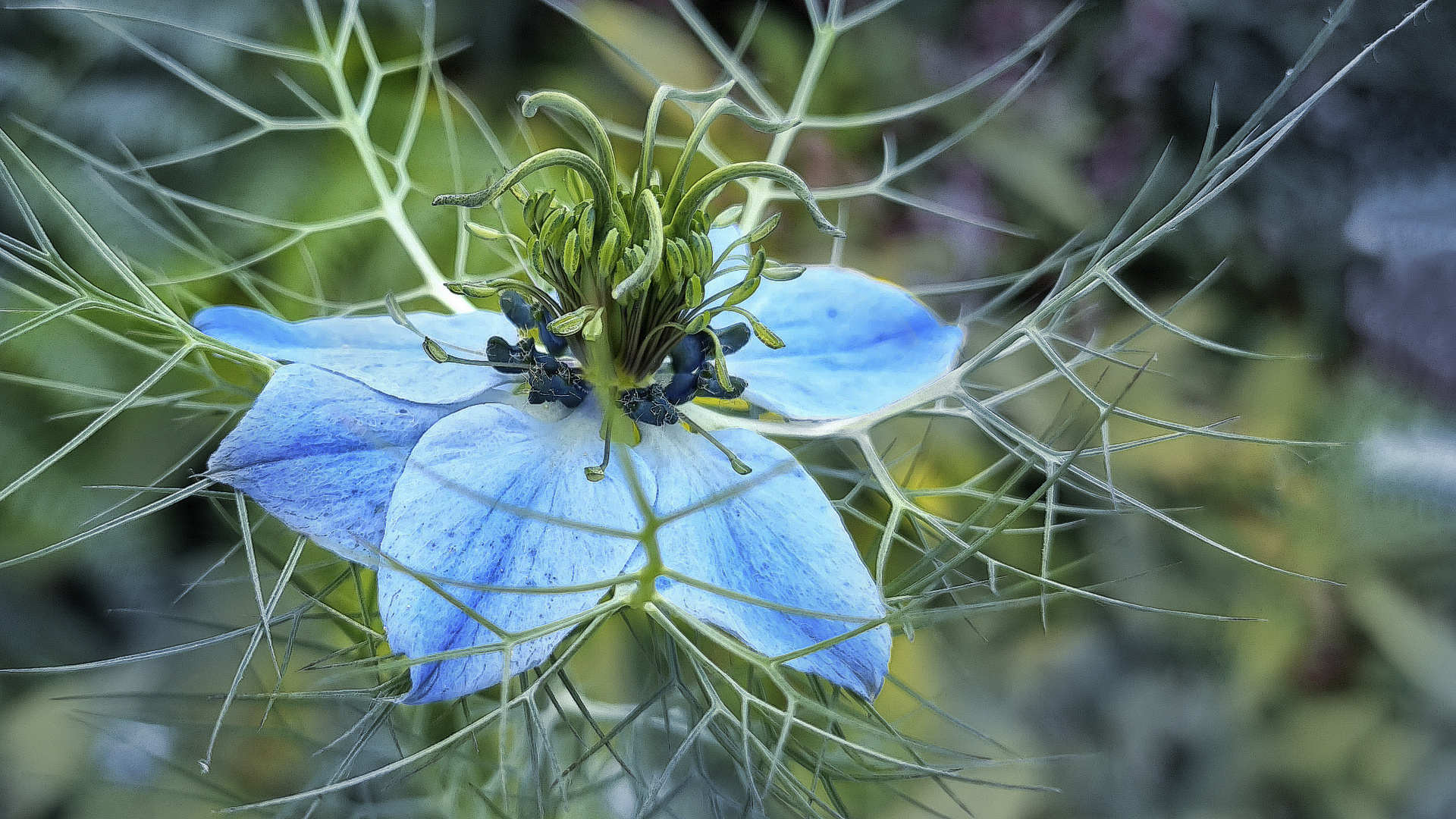 nigelle de damas