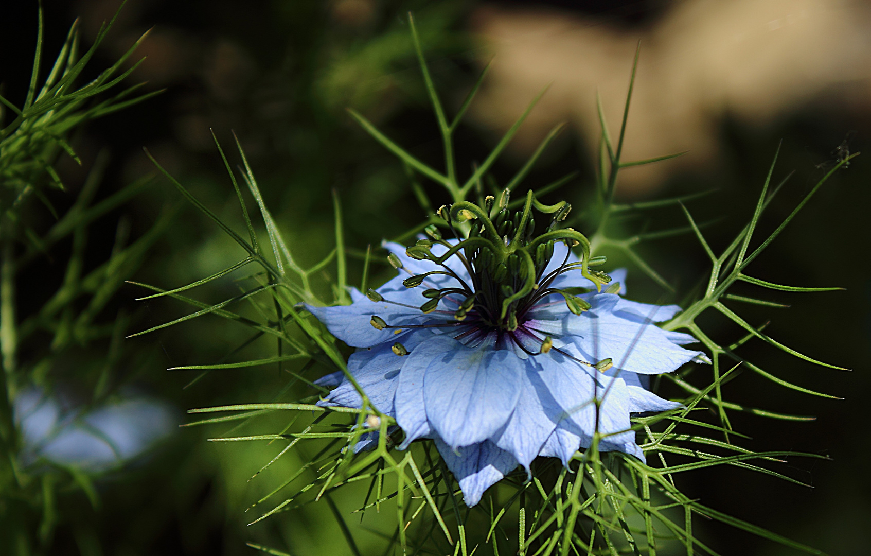 NIGELLE DE DAMAS