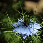 NIGELLE DE DAMAS