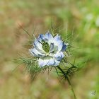 Nigelle de Damas