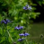 NIGELLE DE DAMAS