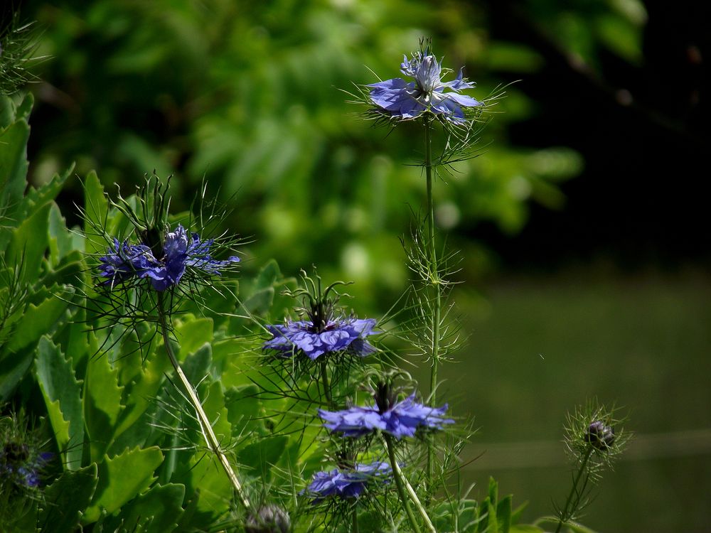 NIGELLE DE DAMAS